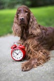 Chien et réveil photographie stock libre de droits Chien et réveil photographie stock libre de droits