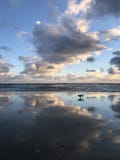 Chien fonctionnant le long de la plage dans le coucher du soleil image libre de droits Chien fonctionnant le long de la plage dans le coucher du soleil image libre de droits