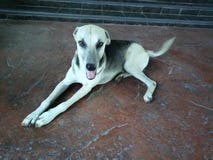Chien photos stock Chien photos stock