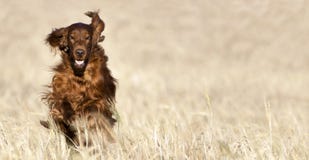 Chien heureux fonctionnant dans le domaine photographie stock libre de droits Chien heureux fonctionnant dans le domaine photographie stock libre de droits