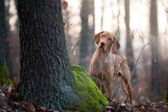 Chien hongrois de vizsla de chien dans forrest photo stock Chien hongrois de vizsla de chien dans forrest photo stock
