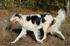 Chien Loup Russe Noir Et Blanc Photo Stock Image Du Rester