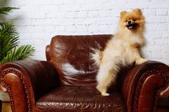 Chien mignon de Spitz se reposant dans le fauteuil photographie stock libre de droits Chien mignon de Spitz se reposant dans le fauteuil photographie stock libre de droits
