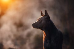 Chien noir dans le regard foncé de brouillard autour image stock Chien noir dans le regard foncé de brouillard autour image stock