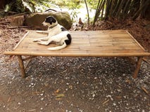 chien noir et blanc d'ร de „de ƒà¸ de ¹ d'à se reposant sur une table en bambou, images libres de droits chien noir et blanc d'ร de „de ƒà¸ de ¹ d'à se reposant sur une table en bambou, images libres de droits
