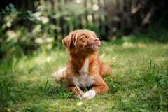 Chien Nova Scotia Duck Tolling Retriever se situant dans le jardin Photo stock Chien Nova Scotia Duck Tolling Retriever se situant dans le jardin Photo stock