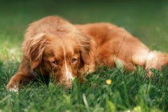Chien Nova Scotia Duck Tolling Retriever se situant dans le jardin Images stock Chien Nova Scotia Duck Tolling Retriever se situant dans le jardin Images stock