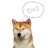 Chien rouge d'inu de Shiba sur le fond blanc photos stock Chien rouge d'inu de Shiba sur le fond blanc photos stock