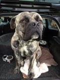 Chien sud-africain de mastiff images libres de droits Chien sud-africain de mastiff images libres de droits