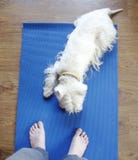 Chien sur le tapis de yoga photographie stock libre de droits Chien sur le tapis de yoga photographie stock libre de droits