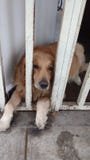 Chien triste en prison images libres de droits Chien triste en prison images libres de droits