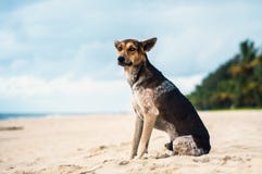 Chien égaré bronzage et noir à une plage au Kerala, Inde Chien égaré bronzage et noir à une plage au Kerala, Inde