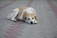 Chien égaré sans abri triste photographie stock Chien égaré sans abri triste photographie stock