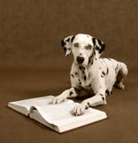 Chienchien intelligent Chienchien intelligent