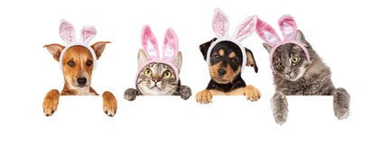 Chiens et chats de Pâques accrochant au-dessus de la bannière blanche photo stock Chiens et chats de Pâques accrochant au-dessus de la bannière blanche photo stock