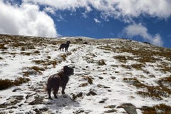 Chiens sur la montée jusqu'au dessus photo stock Chiens sur la montée jusqu'au dessus photo stock