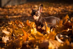 Chihuahua Royalty Free Stock Images