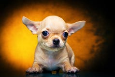 Chihuahua baby puppy dog in studio quality royalty free stock images Chihuahua baby puppy dog in studio quality royalty free stock images