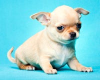 Chihuahua baby puppy dog in studio quality royalty free stock photos Chihuahua baby puppy dog in studio quality royalty free stock photos