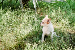 A chihuahua de sorriso pequena bonito do cão no jardim na grama sob a palmeira está descansando no dia de verão ensolarado quente fotos de stock A chihuahua de sorriso pequena bonito do cão no jardim na grama sob a palmeira está descansando no dia de verão ensolarado quente fotos de stock