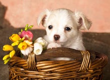 Chihuahua dog portrait stock photo Chihuahua dog portrait stock photo