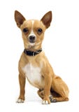 Chihuahua getrennt auf Weiß stockfotos Chihuahua getrennt auf Weiß stockfotos