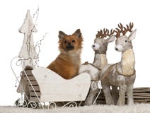 Chihuahua, 10 meses, perrito alemán del perro de Pomerania, 5 meses fotografía de archivo Chihuahua, 10 meses, perrito alemán del perro de Pomerania, 5 meses fotografía de archivo