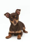 Chihuahua Puppy Royalty Free Stock Photos Chihuahua Puppy Royalty Free Stock Photos