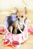 chihuahua szczeniak Zdjęcia Royalty Free chihuahua szczeniak Zdjęcia Royalty Free