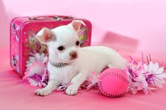 Chihuahua szczeniak w menchiach Fotografia Stock Chihuahua szczeniak w menchiach Fotografia Stock