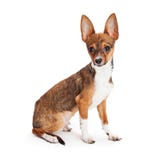 Chihuahua szczeniak Z Dużymi ucho Obraz Stock Chihuahua szczeniak Z Dużymi ucho Obraz Stock