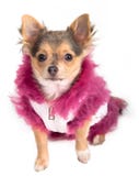 Chihuahua Wearing Furry Coat Looking Up Royalty Free Stock Photo Chihuahua Wearing Furry Coat Looking Up Royalty Free Stock Photo