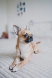 Chihuahua που βρίσκεται στο κρεβάτι στοκ φωτογραφία Chihuahua που βρίσκεται στο κρεβάτι στοκ φωτογραφία