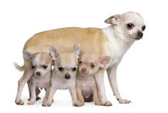 Chihuahuamutter und ihre 3 Welpen, 8 Wochen alt stockbild Chihuahuamutter und ihre 3 Welpen, 8 Wochen alt stockbild