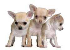 Chihuahuawelpen, 8 Wochen alt lizenzfreie stockbilder Chihuahuawelpen, 8 Wochen alt lizenzfreie stockbilder