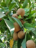 Chiku fruit royalty free stock photos Chiku fruit royalty free stock photos