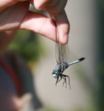Child Catched Dragonfly Stock Image