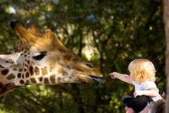 Child Feeding A Giraffe Stock Photography Child Feeding A Giraffe Stock Photography