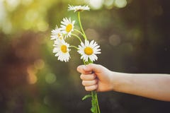 Child hand holding a flower daisy, toned photo. Stock Photo Child hand holding a flower daisy, toned photo. Stock Photo