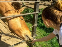 Child and a horse stock photos Child and a horse stock photos