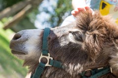 Child`s hand strokes the donkey, close-up royalty free stock photo Child`s hand strokes the donkey, close-up royalty free stock photo
