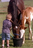 Child With Horses Stock Images