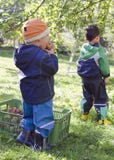 Children Picking Apples Stock Photography