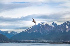 Chilean Skua Birds Flying Over Mountains In Beagle Channel - Ushuaia, Tierra Del Fuego, Argentina Stock Photography Chilean Skua Birds Flying Over Mountains In Beagle Channel - Ushuaia, Tierra Del Fuego, Argentina Stock Photography