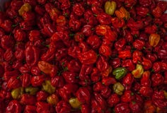 Chili skorpionu Trinidad moruga gorący zdjęcie royalty free Chili skorpionu Trinidad moruga gorący zdjęcie royalty free