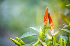 Chili который незакончен из-за заболевания антракноза стоковое изображение rf Chili который незакончен из-за заболевания антракноза стоковое изображение rf