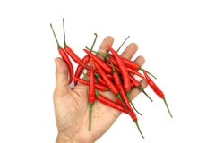 chilies мужские руки держа пригорошню свежих сжатых накаленных докрасна перцев изолированных на белой предпосылке стоковые фотографии rf chilies мужские руки держа пригорошню свежих сжатых накаленных докрасна перцев изолированных на белой предпосылке стоковые фотографии rf