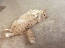 Chilled out cat. I`m looking at you. royalty free stock photos Chilled out cat. I`m looking at you. royalty free stock photos