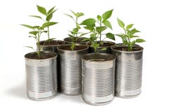 Chilli Plants In Tin Pots Stock Image Chilli Plants In Tin Pots Stock Image