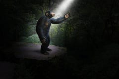 Chimp, Chimpanzee, Jungle, Africa, Hope, Light